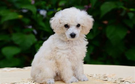 minipuddel|Miniature Poodle Dog Breed & Adoption Information 